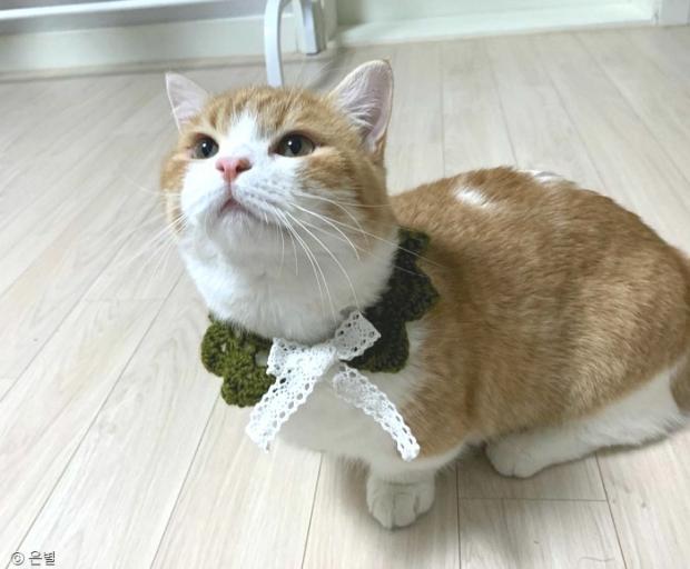 ⓒ노트펫
