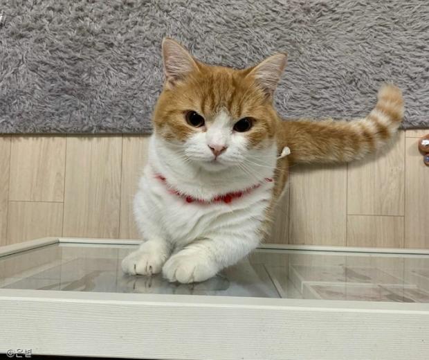 ⓒ노트펫