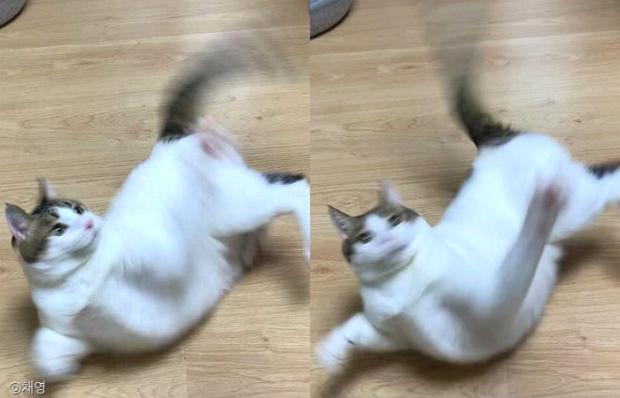 ⓒ노트펫