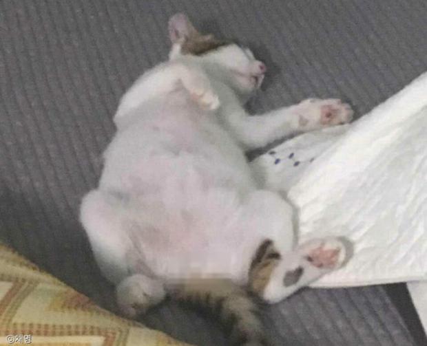 ⓒ노트펫