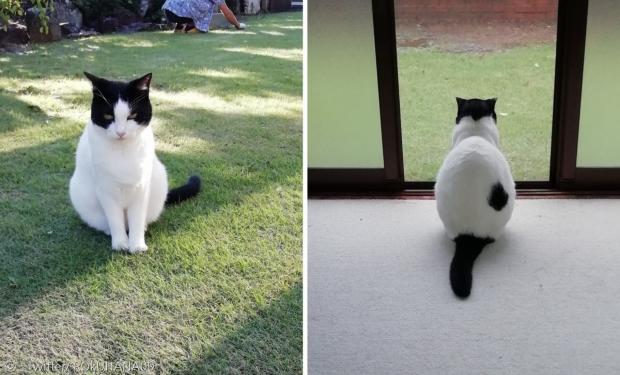 고양이 눈눈은 예쁜 뒷모습을 자랑한다.