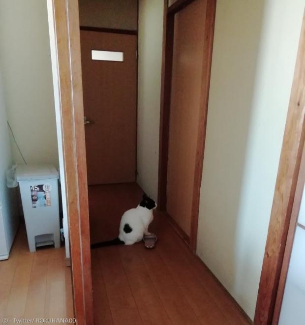 눈눈이 대학생 집사의 방문 앞에서 원격강의가 끝나길 기다리고 있다.