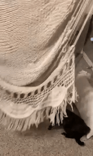 batch_04.gif