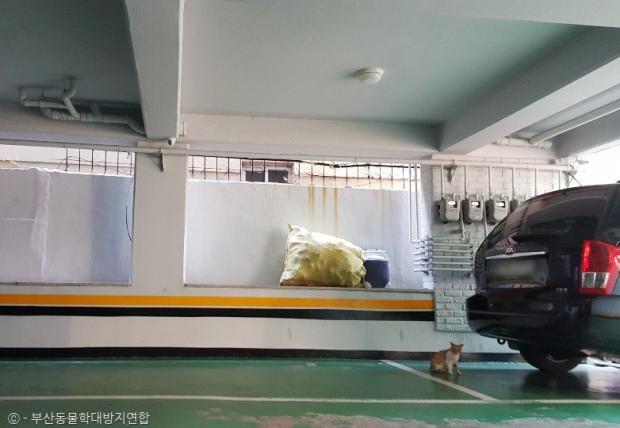 새끼 고양이가 구조되는 동안 어미 고양이는 주변을 왔다갔다했다.