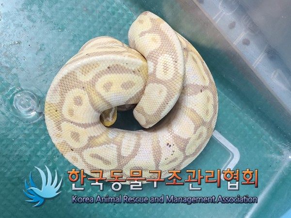 노원구 중계동 아파트에서 발견 포획된 볼파이톤. 