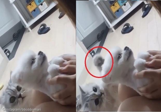 ⓒ노트펫