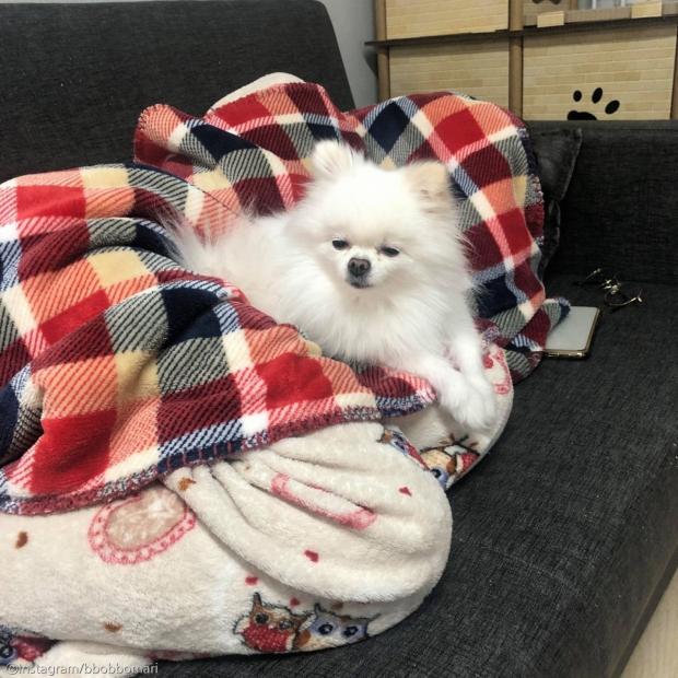 ⓒ노트펫