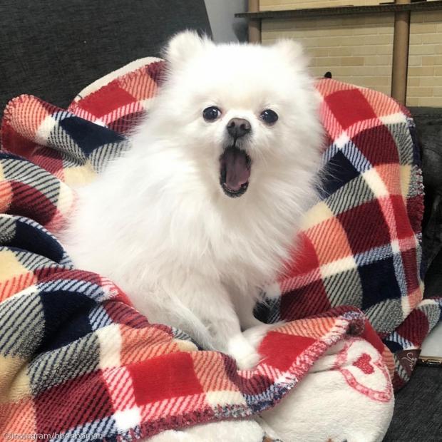 ⓒ노트펫