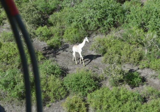 지난 8일 오전 9시2분에 촬영한 사진. [출처: 노던 레인지랜즈 트러스트(Northern Rangelands Trust)]