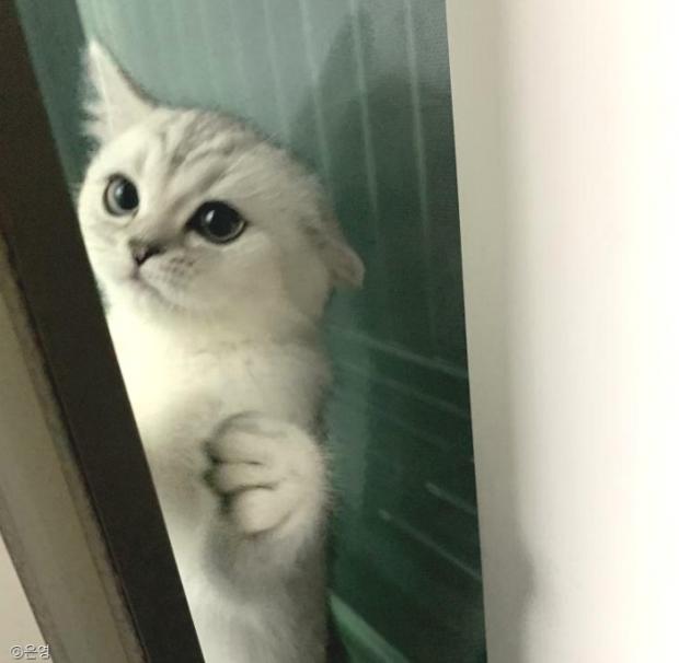 ⓒ노트펫