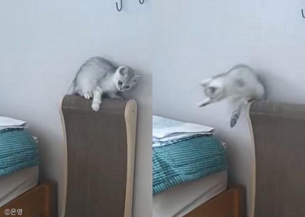 ⓒ노트펫