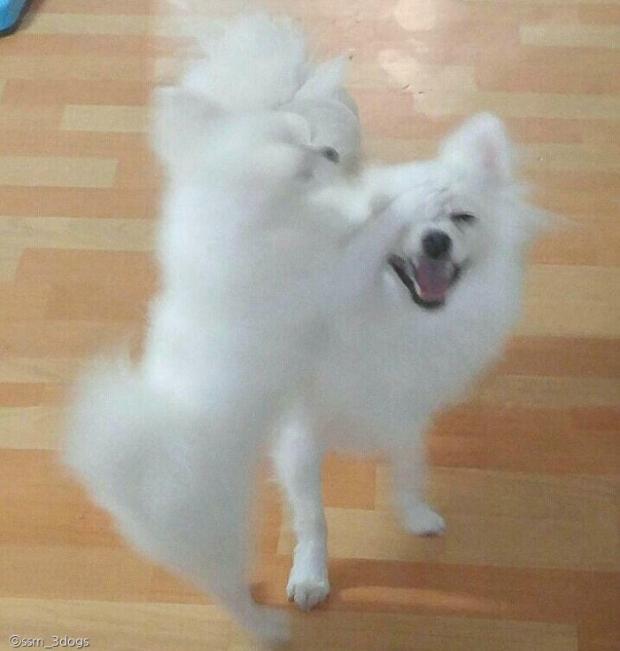 ⓒ노트펫