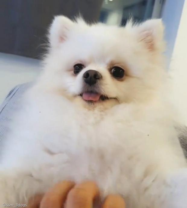ⓒ노트펫