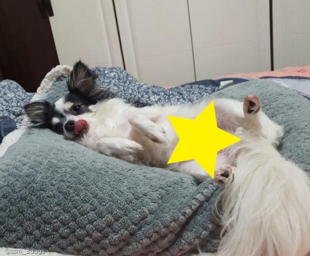 ⓒ노트펫
