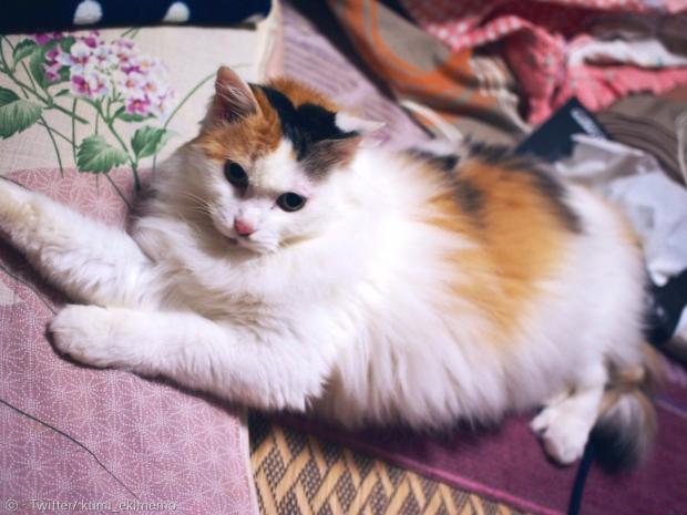 겨울 고양이.