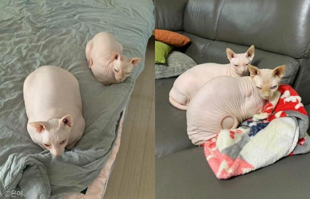 ⓒ노트펫