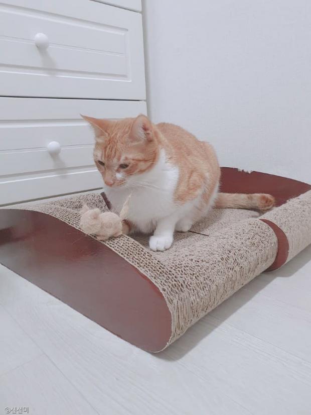 ⓒ노트펫