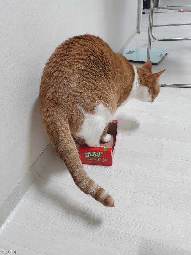 ⓒ노트펫