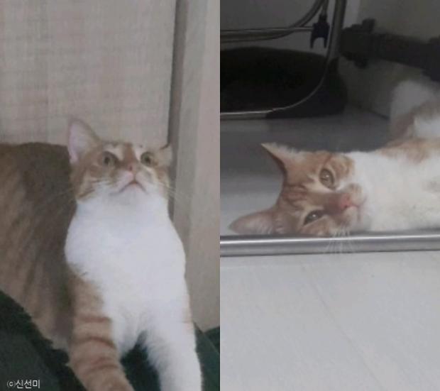 ⓒ노트펫