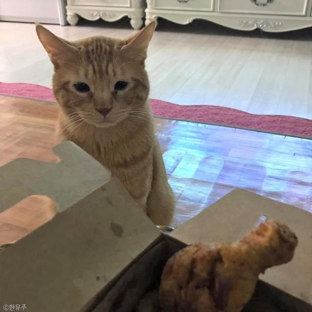 ⓒ노트펫