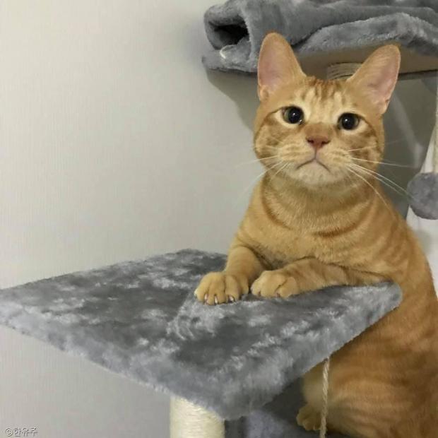 ⓒ노트펫