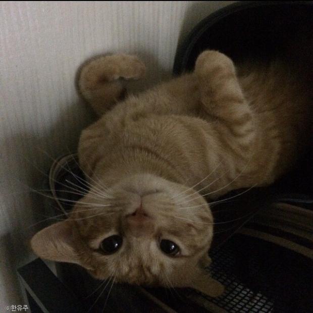 ⓒ노트펫