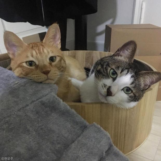 ⓒ노트펫