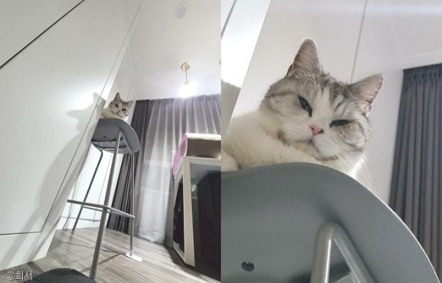 ⓒ노트펫