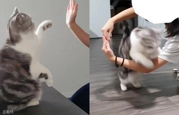 ⓒ노트펫