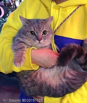 고양이 파둔은 집사 품에 안겨서 무사히 하교했다. 