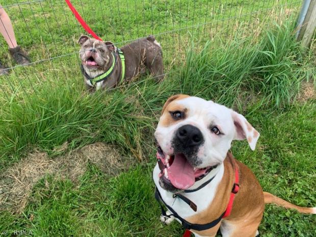 RSPCA는 낯을 가리는 헥터를 위해서 인내심을 가지고 친해지려고 노력하는 보호자를 찾고 있다. 