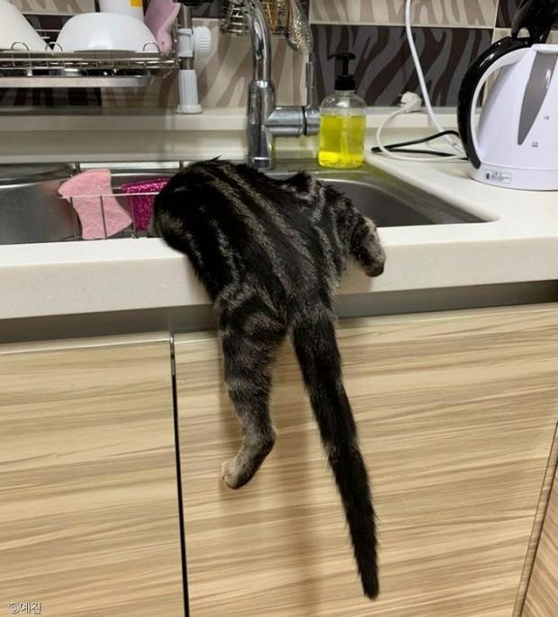 ⓒ노트펫