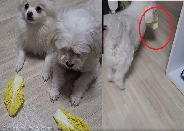 ⓒ노트펫