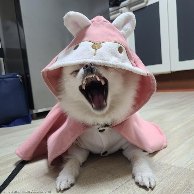ⓒ노트펫