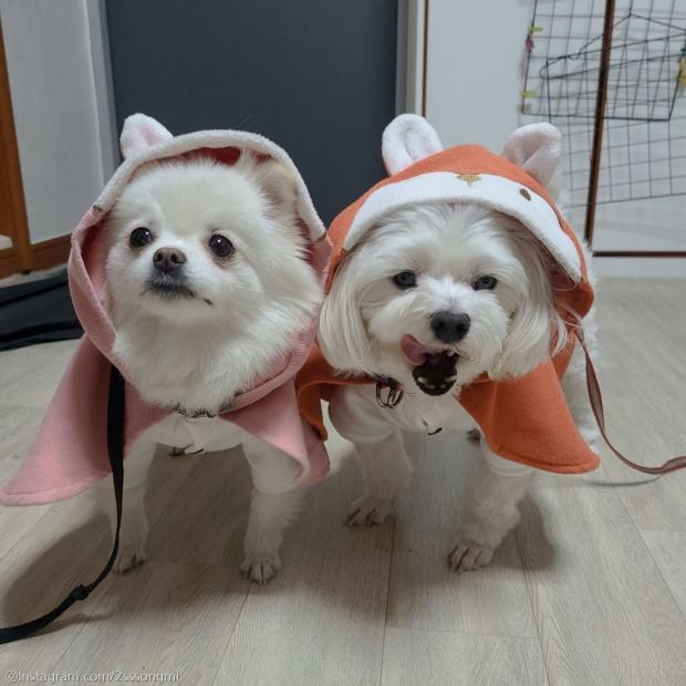 ⓒ노트펫