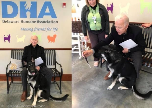 조 바이든 미국 대통령 당선인이 지난 2018년 유기견 메이저를 입양했다. [출처: Facebook/ delawarehumane]
