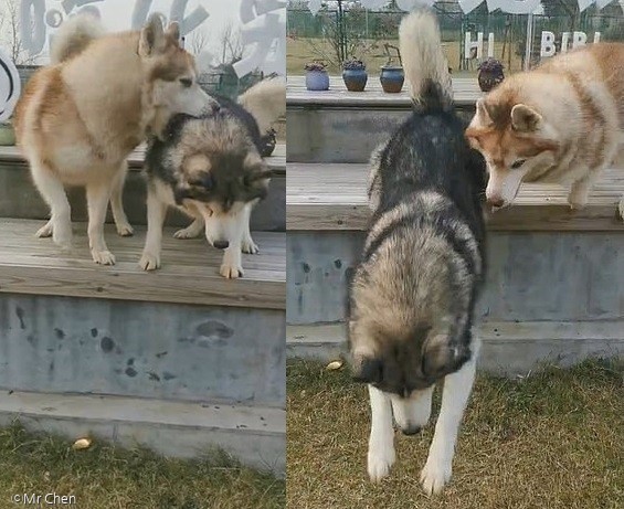 ⓒ노트펫