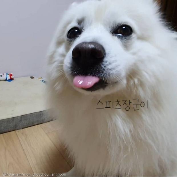 ⓒ노트펫