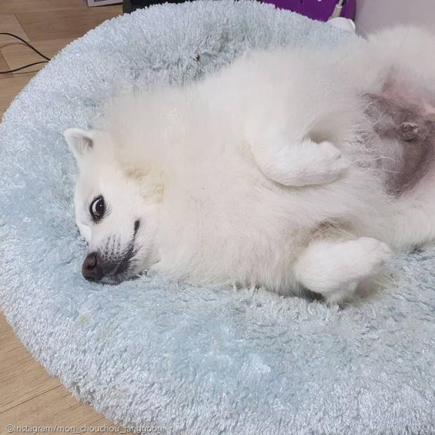 ⓒ노트펫