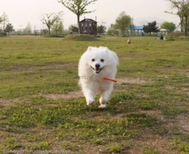 ⓒ노트펫