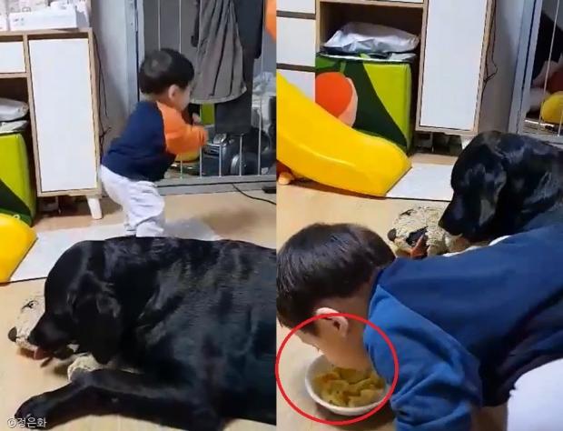 ⓒ노트펫