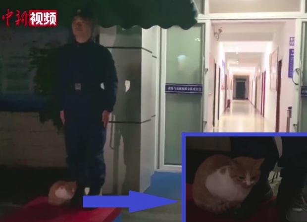 소방관 발에 찰싹 붙어서 보초를 선 고양이 란마오.  [출처: 웨이보/ 구이저우 소방]