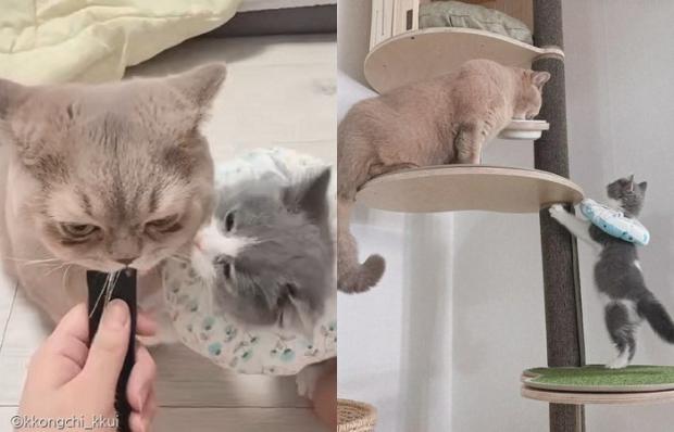ⓒ노트펫