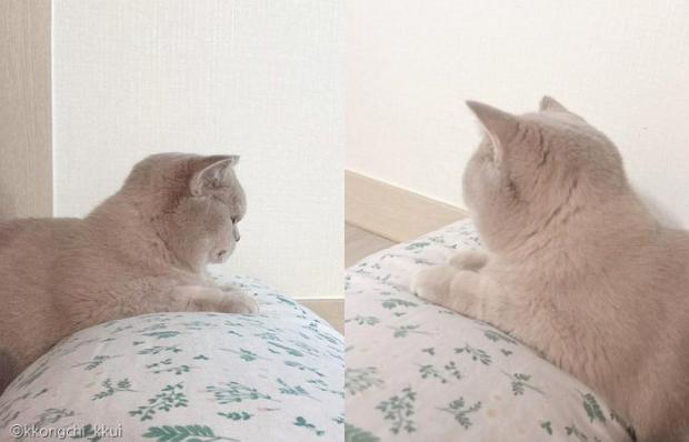 ⓒ노트펫