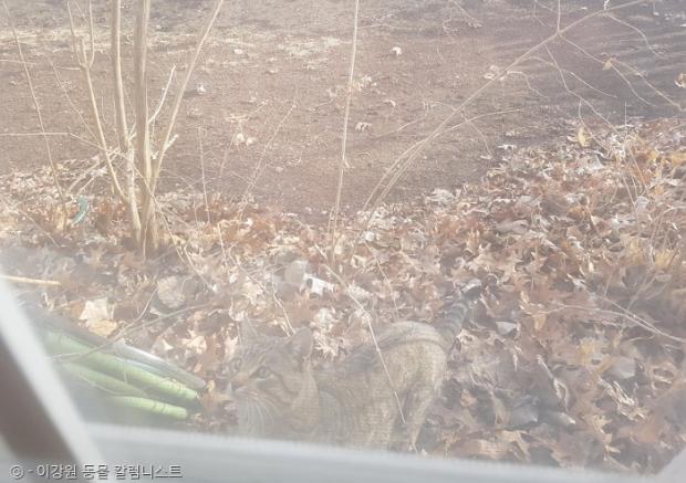 필자의 집 내부를 관찰하고 있는 길고양이. 2018년 촬영