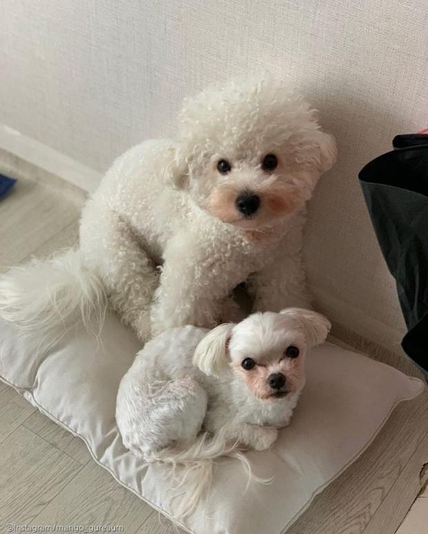 ⓒ노트펫