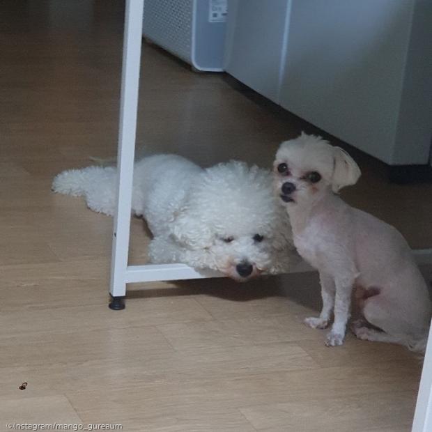 ⓒ노트펫