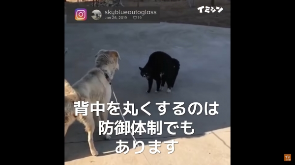 등을 둥글게 마는 것은 방어 체제이기도 합니다. 이 때 안전해 보이는 틈을 타서 쓰다듬어 주면 쉽게 안정을 찾습니다.
