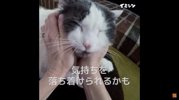 이 때 안전해 보이는 틈을 타서 쓰다듬어 주면 쉽게 안정을 찾습니다.