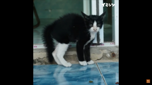 고양이가 꼬리를 내리고 있다면 겁에 질려 있는 상태입니다. 또한 죄책감을 느끼고 있거나 항복 상태를 나타내는 표시이기도 해요.